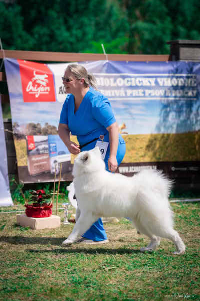 Samojed Klub SK – 9. května 2026