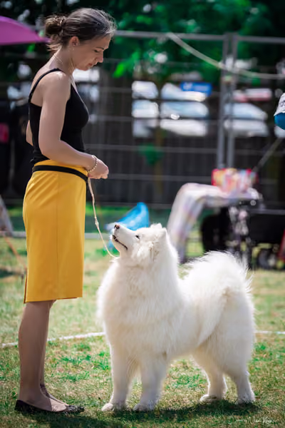 Samojed Klub SK – 9. května 2026
