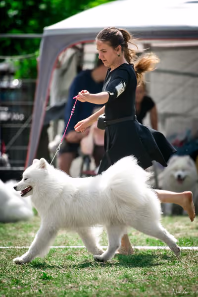 Samojed Klub SK – 9. května 2026