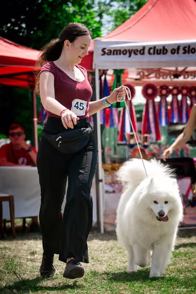 Samojed Klub SK – 9. května 2026