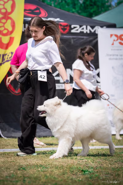 Samojed Klub SK – 9. května 2026