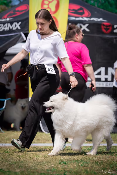 Samojed Klub SK – 9. května 2026