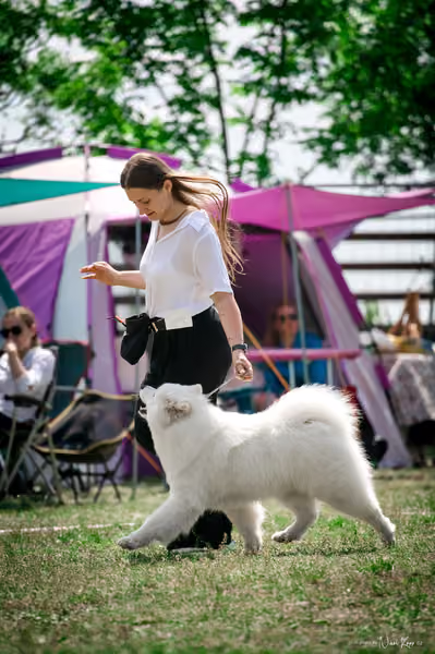 Samojed Klub SK – 9. května 2026