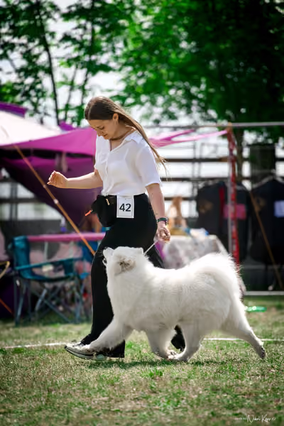 Samojed Klub SK – 9. května 2026