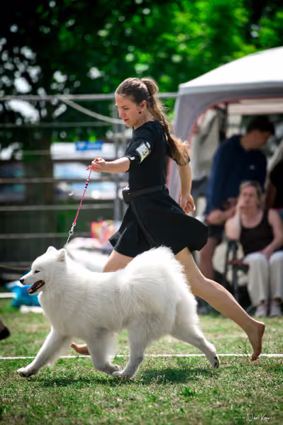 Samojed Klub SK – 9. května 2026