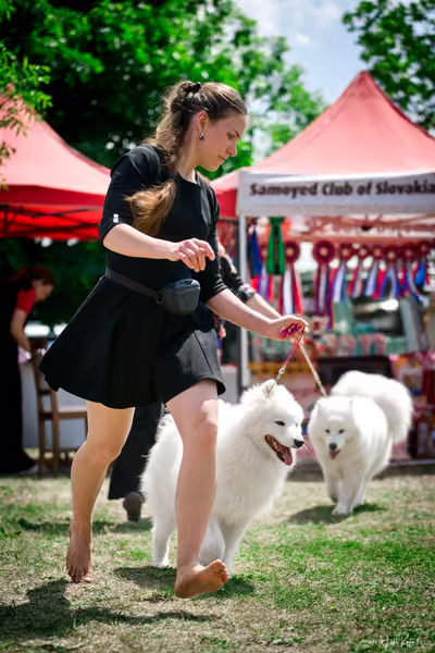 Samojed Klub SK – 9. května 2026