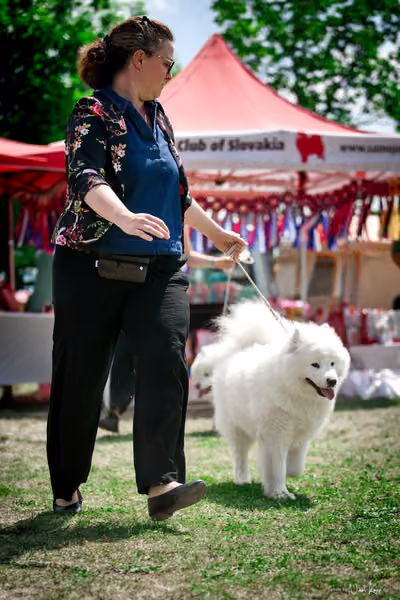 Samojed Klub SK – 9. května 2026