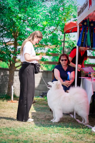 Samojed Klub SK – 9. května 2026