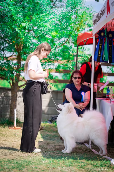 Samojed Klub SK – 9. května 2026