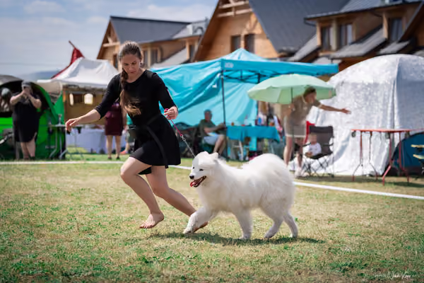 Samojed Klub SK – 9. května 2026
