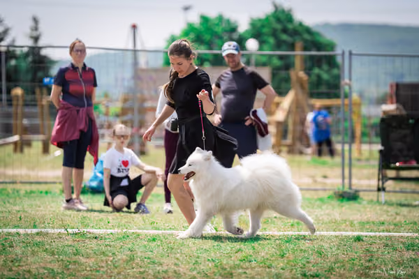 Samojed Klub SK – 9. května 2026