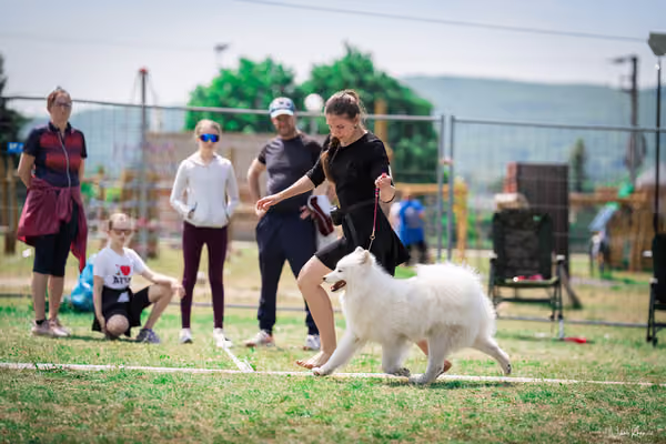 Samojed Klub SK – 9. května 2026
