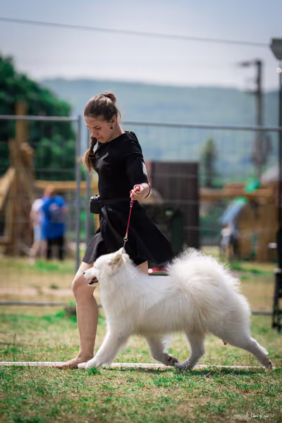 Samojed Klub SK – 9. května 2026