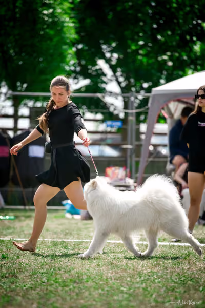 Samojed Klub SK – 9. května 2026