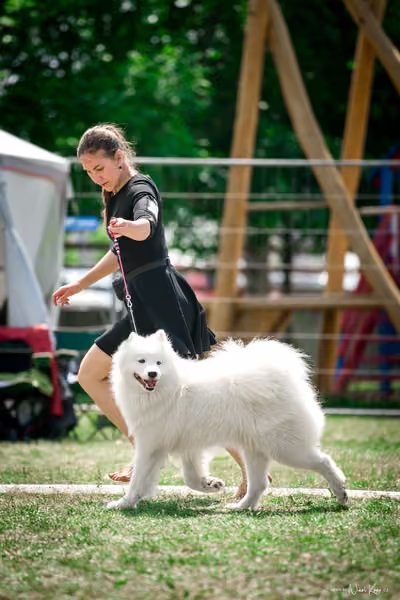 Samojed Klub SK – 9. května 2026