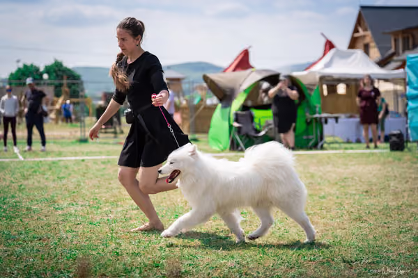 Samojed Klub SK – 9. května 2026