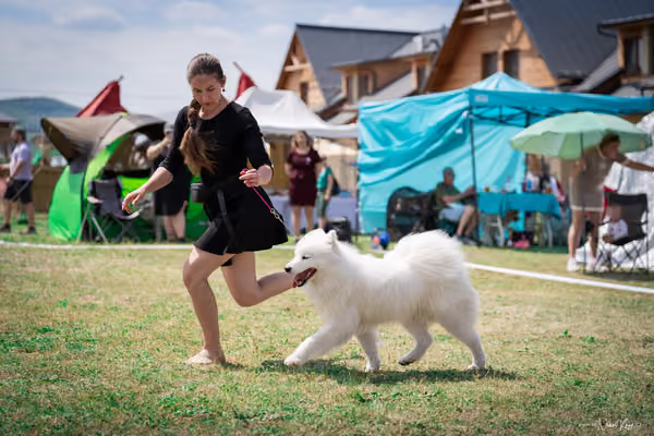 Samojed Klub SK – 9. května 2026