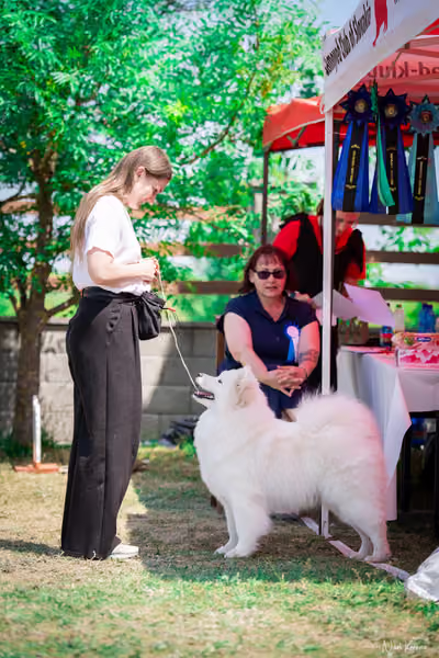 Samojed Klub SK – 9. května 2026