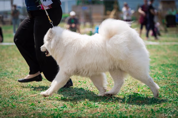 Samojed Klub SK – 9. května 2026