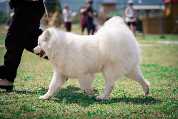 Samojed Klub SK – 9. května 2026
