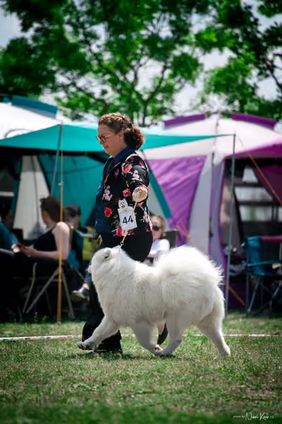 Samojed Klub SK – 9. května 2026