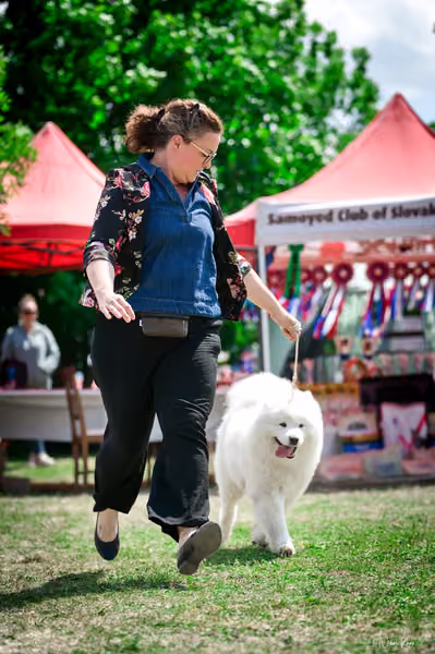 Samojed Klub SK – 9. května 2026