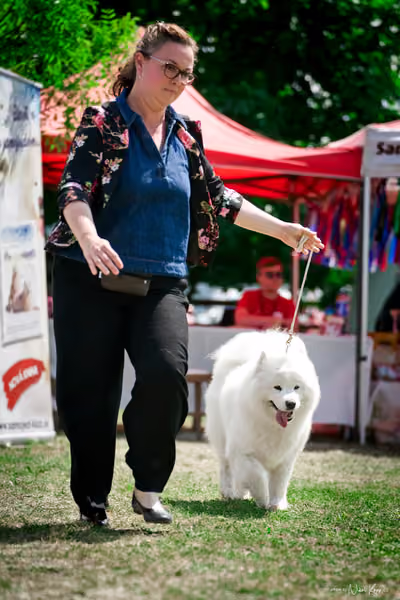 Samojed Klub SK – 9. května 2026