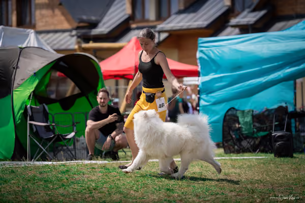 Samojed Klub SK – 9. května 2026