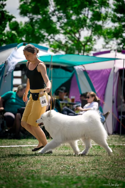 Samojed Klub SK – 9. května 2026