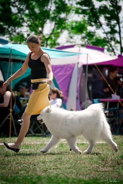 Samojed Klub SK – 9. května 2026