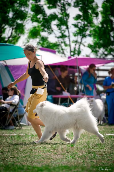 Samojed Klub SK – 9. května 2026