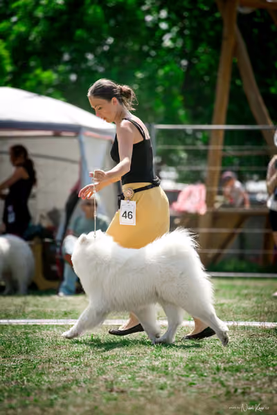 Samojed Klub SK – 9. května 2026