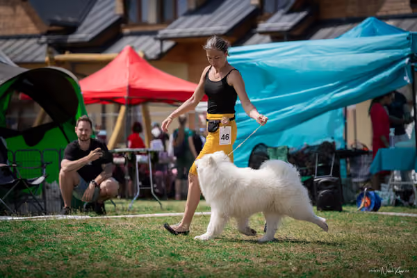 Samojed Klub SK – 9. května 2026