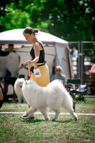 Samojed Klub SK – 9. května 2026
