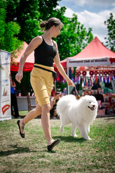 Samojed Klub SK – 9. května 2026