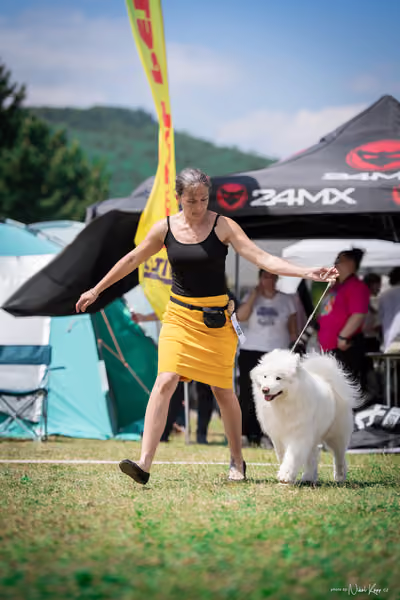 Samojed Klub SK – 9. května 2026
