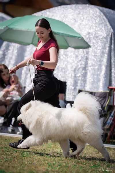 Samojed Klub SK – 9. května 2026