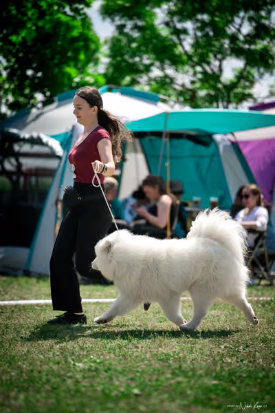 Samojed Klub SK – 9. května 2026