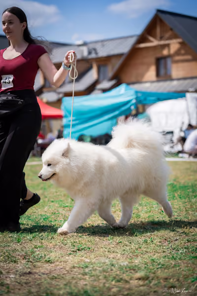 Samojed Klub SK – 9. května 2026