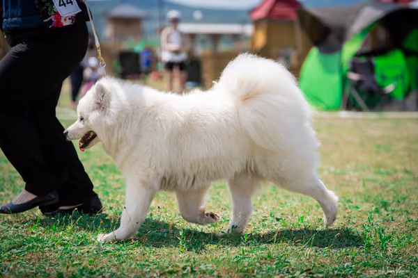 Samojed Klub SK – 9. května 2026
