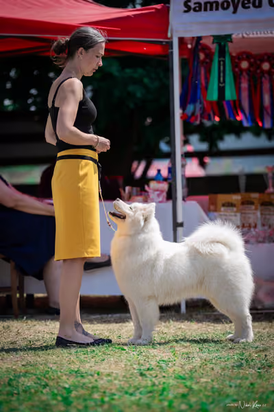 Samojed Klub SK – 9. května 2026