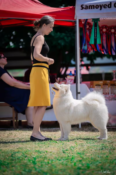 Samojed Klub SK – 9. května 2026