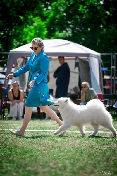 Samojed Klub SK – 9. května 2026