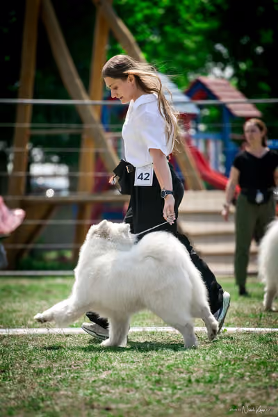 Samojed Klub SK – 9. května 2026