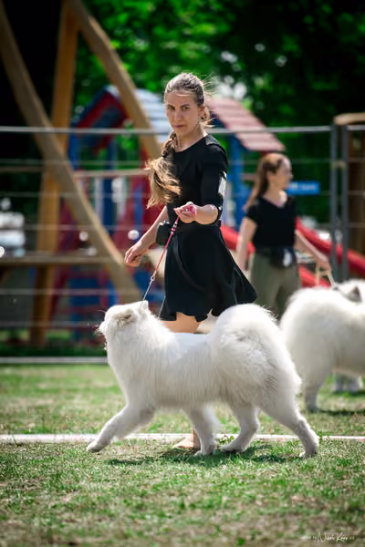 Samojed Klub SK – 9. května 2026