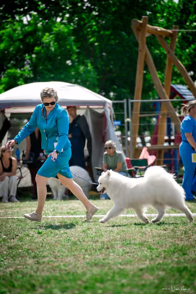 Samojed Klub SK – 9. května 2026