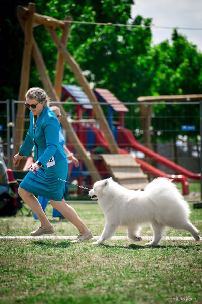 Samojed Klub SK – 9. května 2026