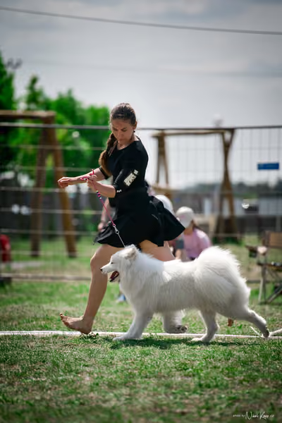 Samojed Klub SK – 9. května 2026
