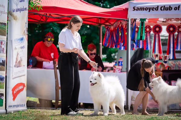 Samojed Klub SK – 9. května 2026