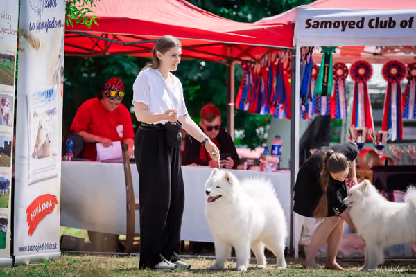 Samojed Klub SK – 9. května 2026
